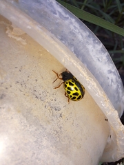 Calligrapha polyspila