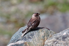 Leucosticte arctoa