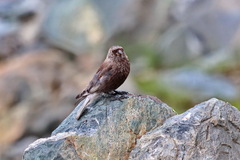 Leucosticte arctoa