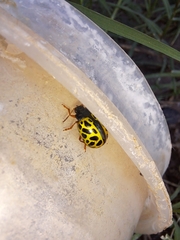 Calligrapha polyspila