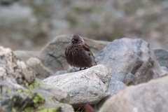 Leucosticte arctoa