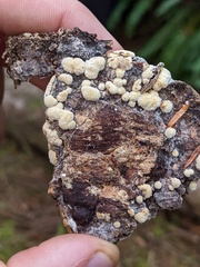 Trichoderma pulvinatum