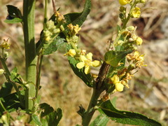 Verbascum lychnitis