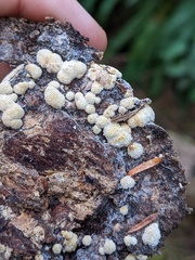 Trichoderma pulvinatum