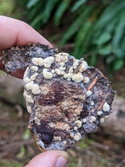 Trichoderma pulvinatum