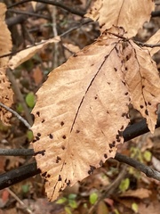 Acalitus ferrugineum