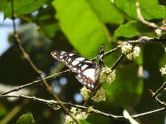 Graphium leonidas