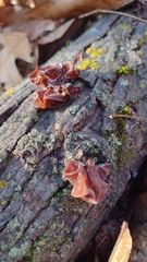 Phaeotremella foliacea