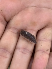 Porcellio hoffmannseggii