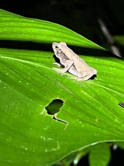 Rhinella alata
