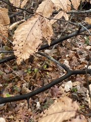 Acalitus ferrugineum