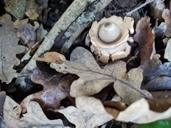 Geastrum triplex