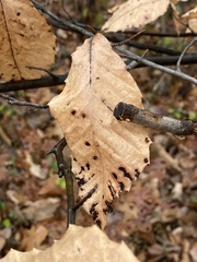 Acalitus ferrugineum