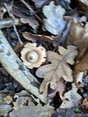 Geastrum triplex