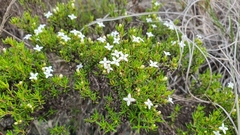 Arcytophyllum