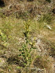 Verbascum lychnitis