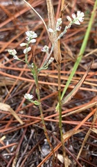 Polygonella