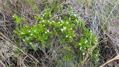Arcytophyllum