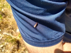 Kalotermitidae