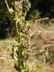 Verbascum lychnitis