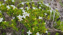 Arcytophyllum