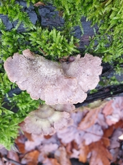 Schizophyllum commune