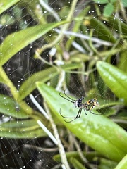 Leucauge