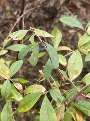 Ligustrum