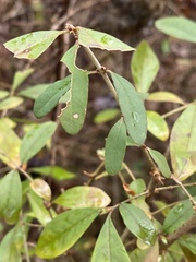 Ligustrum