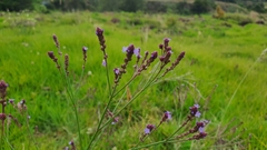 Verbena litoralis