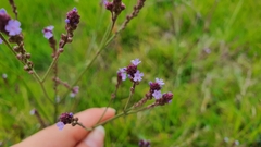 Verbena litoralis