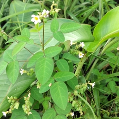 Oxalis barrelieri