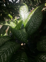 Dieffenbachia