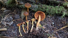 Aureonarius limonius