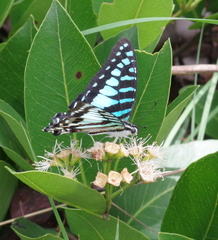 Graphium policenes