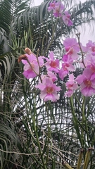 Papilionanthe