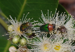 Leucocelis