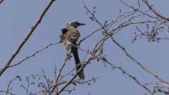 Mimus longicaudatus