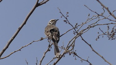 Mimus longicaudatus