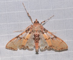 Azochis