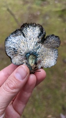 Hypomyces lateritius