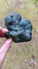 Hypomyces lateritius