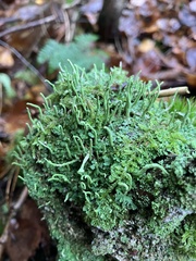 Cladonia coniocraea