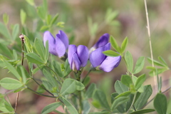 Baptisia australis aberrans