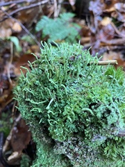 Cladonia coniocraea