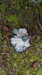 Hypomyces lateritius