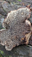 Sarcodon stereosarcinon