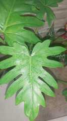 Thaumatophyllum bipinnatifidum