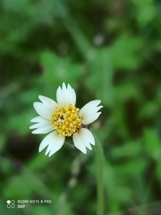 Tridax procumbens