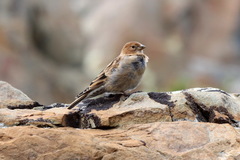 Leucosticte nemoricola